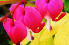 Cove Garden Nursery is a family run nursery in mid-Devon supplying to the public a wide range of garden plants for all gardeners