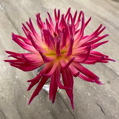 InnerLight207's profile picture. 