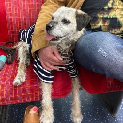 Elderly chap who lives with his Kiwi people in Clapham London. Mostly be sleeping. Will wake for sausages. BTPosse member. OTRB 02/05/2023