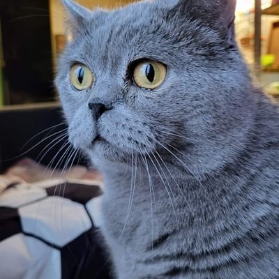 iseleznev88's profile picture. 