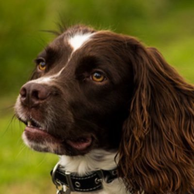 SamsonMulryne's profile picture. English Springer Spaniel from Dogs Trust.