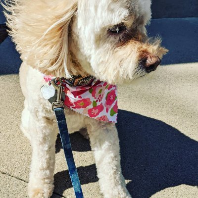 Procrastinating novelist | Observer for @Esports_CCL R6 | my dog is the cutest