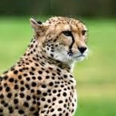 cheetahdudes's profile picture. 