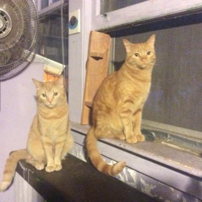 gumbo_mango's profile picture. 