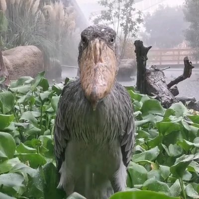 cfsgshdgscjkkyb's profile picture. 