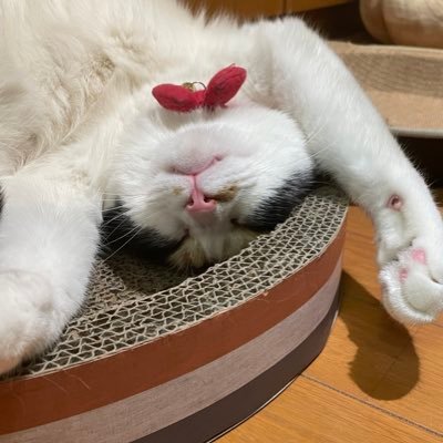 Toyua458's profile picture. 