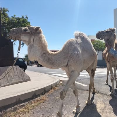 Medio migrante, medio sudaca, medio Canario. muy Uruguayo, mi cabeza zurda es culpa de Galeano. No me mandes a mi país, soy de donde estoy. y no te hago caso