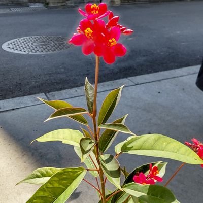 草、地味な風景、子供の頃の記憶探し。