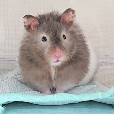ハムスターをこよなく愛するハム飼いです。
投稿の9割は飼いハムのよもぎ(が喋るという設定)です。
よもぎ(性別:女/2024年2月17日)
ななみ(性別:男/~2023年4月29日)
すず(性別:女/~2024年3月22日)
はる(性別:男/~2025年2月12日)
無言フォロー、リツイート大歓迎です♪