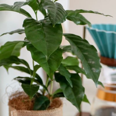 train_ee's profile picture. クイズ好きです🌱AQLサポ🚨ゆるクイ○⛺️ミドリエンナーレ(みんはやID: VA8LBZ)