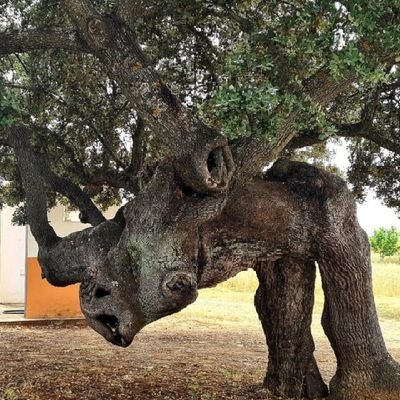 librealbedrios's profile picture. biografia enredadada