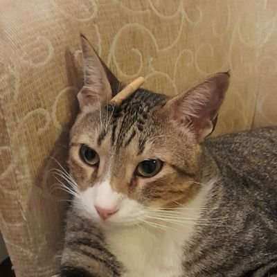 erick_also's profile picture. o universo caminha para a desordem