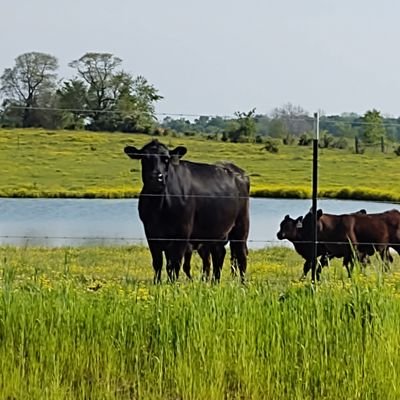 beef farmer, retired dairy farmer ,mother of two boys,agri supporter