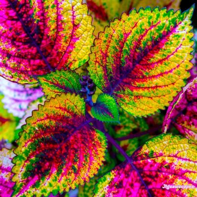 PurpleShimmery's profile picture. 