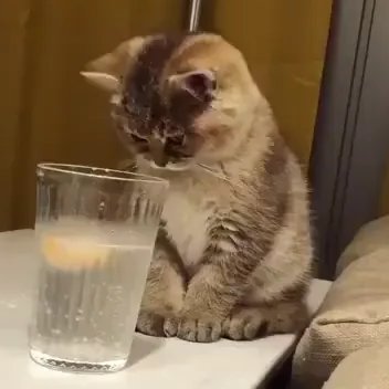 meow!!
Pronouns- her/she 🙋🏽♀️
Warning: alternate account to use it as an equivalent of screaming into the void