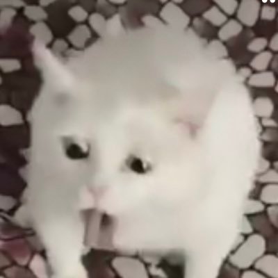 BilboPantzer's profile picture. 🍔🪴💪🏂