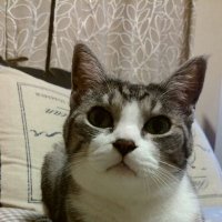 どあら～めん★麺活ウマ活節制中 (@doala6969) 's Twitter Profile