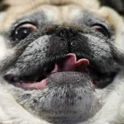 pugbuggo's profile picture. 