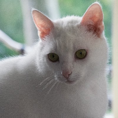 lucia Profile