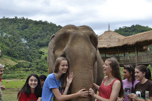 A summer abroad program for high school students to volunteer with elephants in Thailand at the Elephant Nature Park. This spring, Cambodia to build a new ENP!