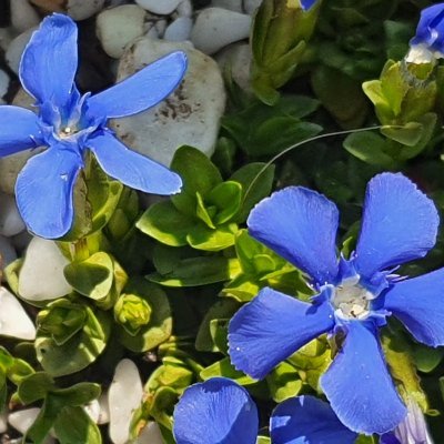 Gardeners' World from The Little garden of Monfestino Gardening in Italy Giardinaggio 
Youtube channel: 
https://t.co/TOm988ZppA…
 Enjoy! 🏳️‍🌈