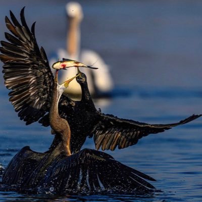 Mustafakireem's profile picture. I am proud Iraqi my roots do not look for Orientalism does not allow any one to be snooped me read silently My Favorites ⚽ müstafa kireem