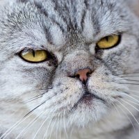 Eve (@pgcould) 's Twitter Profile