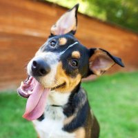 cronagga (@cronagga) 's Twitter Profile