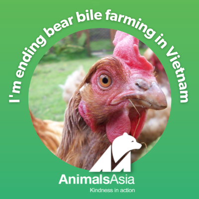 Animal Welfare Director, Animals Asia