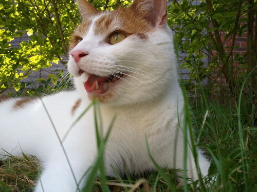 hello everyone my name is ozzy. Im 5 years old i live with my mum and dad and my two brothers simba and tiger.please follow me