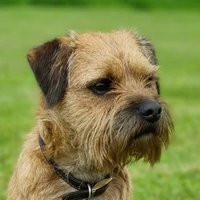 Wilf The Border Terrier(@BorderWilf) 's Twitter Profile Photo