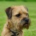 Wilf The Border Terrier (@BorderWilf) Twitter profile photo