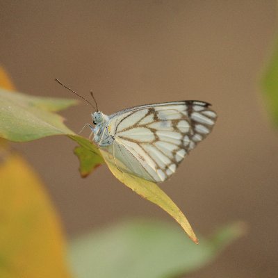 A biodiversity expert