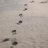 allcapecod_com's profile image