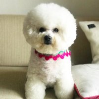 ビションフリーゼのぶじゃなん (@hamu_0403) Twitter profile photo