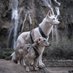 Thé Big White Wolf (@_bigwhitewolf_) Twitter profile photo Thé Big White Wolf (@_bigwhitewolf_) Twitter profile photo
