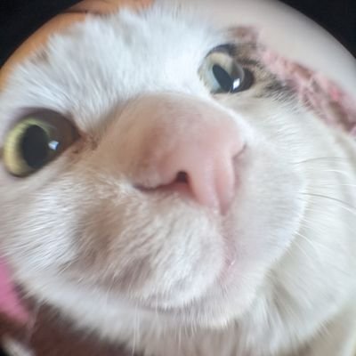 ( ╹▽╹ )