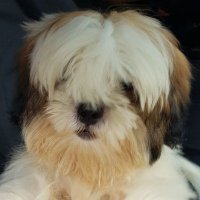 Shihtzu(@shihtzuyam) 's Twitter Profile Photo