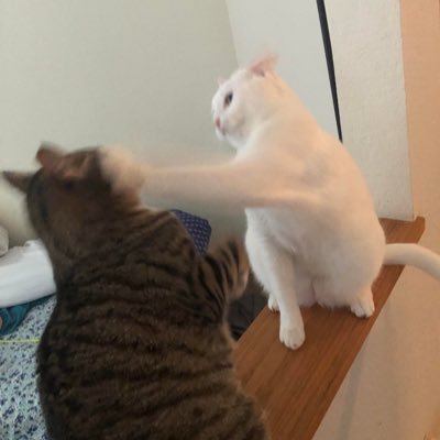 adisandarisa's profile picture. No one can make me feel inferior without my consent -- Eleanor Roosevelt