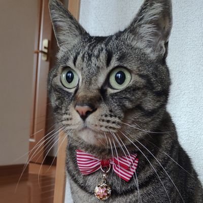 ドライブ/食べ歩き/へら釣り/猫好き。
シンガーソングライター(SSW)の「西村加奈」さんが一推しです。そこから沢山の素敵なSSWの方々と繋がり応援してます。釣りの時間が無くなったのでライブのツイート多めです。
無言フォロー失礼します。