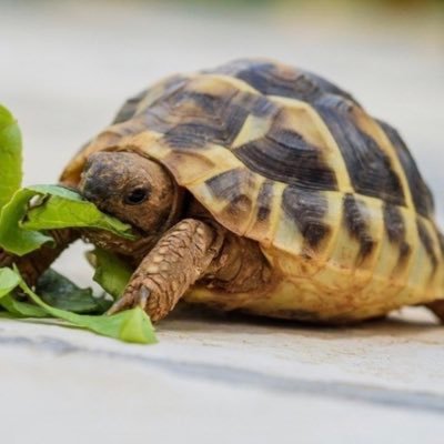 kweengiraffe's profile picture. creasing shoes since ‘05