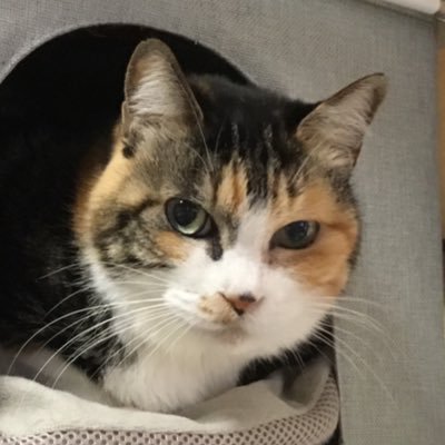 oki_i_ron_o's profile picture. 猫・アニメ・漫画・アウトドアが大好き。 ソロキャンプで、ソトメシを楽しんでいます。 現在のマイブームは「ちいさなまきストーブランプ＆コンロ」で作るお料理です。