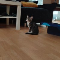 Cadian (@doktorholy) 's Twitter Profile
