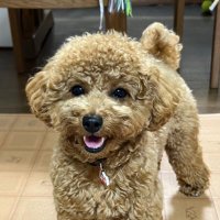 はな (@maliunoeau_hana) Twitter profile photo