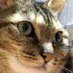 にゃ~🐱。 (@0tr2puh89ulk8u4) Twitter profile photo にゃ~🐱。 (@0tr2puh89ulk8u4) Twitter profile photo
