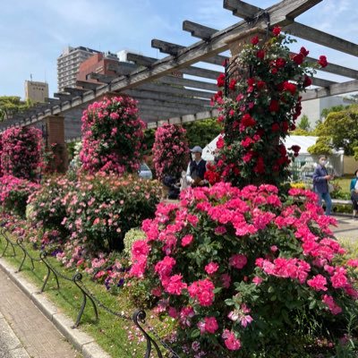 自転車🚲とメダカと自然をこよなく愛してます。ロードバイクに3年半乗り、その後、令和5年5月からマラソン参戦。2月24日、波乗りハーフマラソンでPB1時間39分で完走しました。2月16日に北九州マラソンで3時間46分で完走。サブ3.5を目指して走り続けます。月例横浜、川崎マラソン様には大変お世話になっております😊
