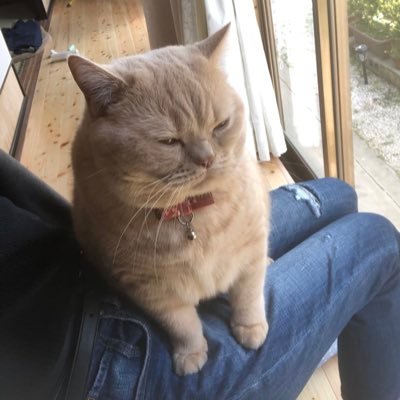 ブリティッシュショートヘア の豊満な男の子。 TikTok @kocchan28 フォロワー10万人突破みんなありがとう🎉