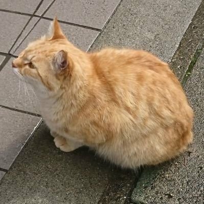 にれ⛵(返信できそう)さんのプロフィール画像