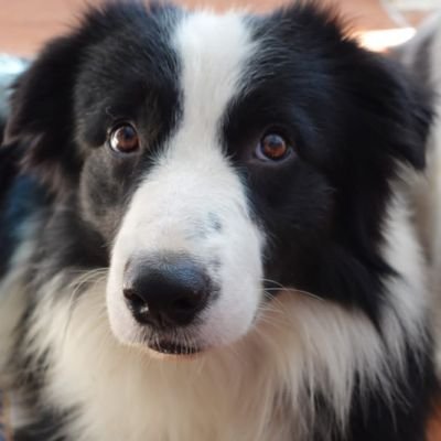 We raise best friends and great family members. Instagram @harhourabordercollies
RT are not necessarily endorsement of ideology