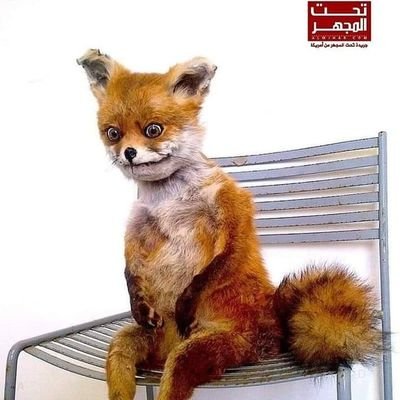 MohamedBBashir's profile picture. 